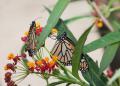 IMG_8999 monarchs